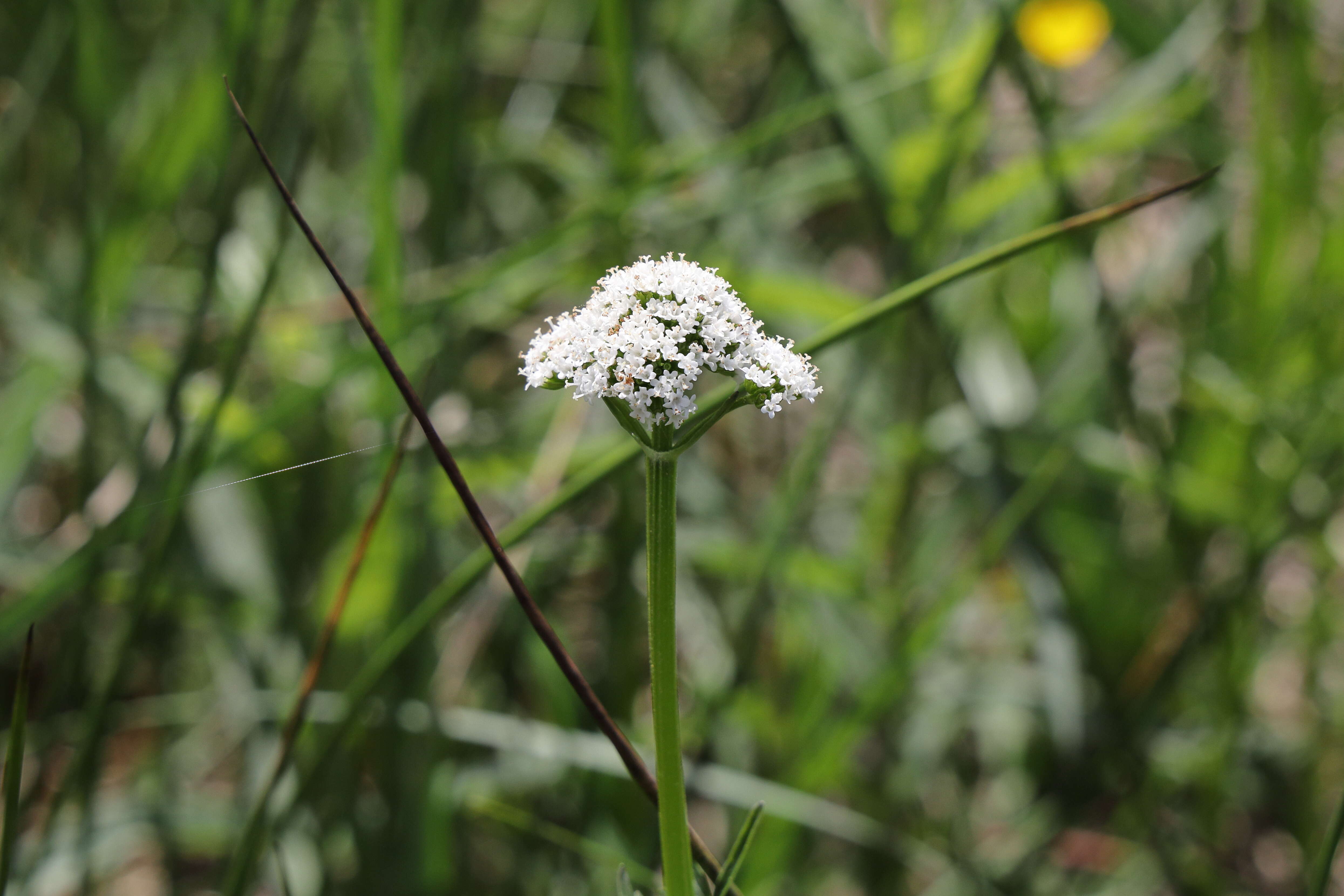 Image of marsh valerian