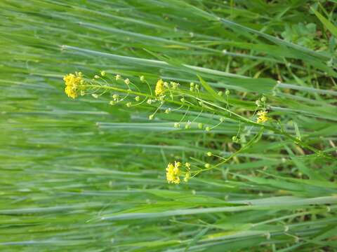 Image of ball mustard