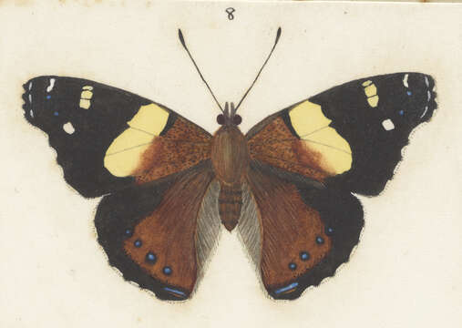 Image of Vanessa itea