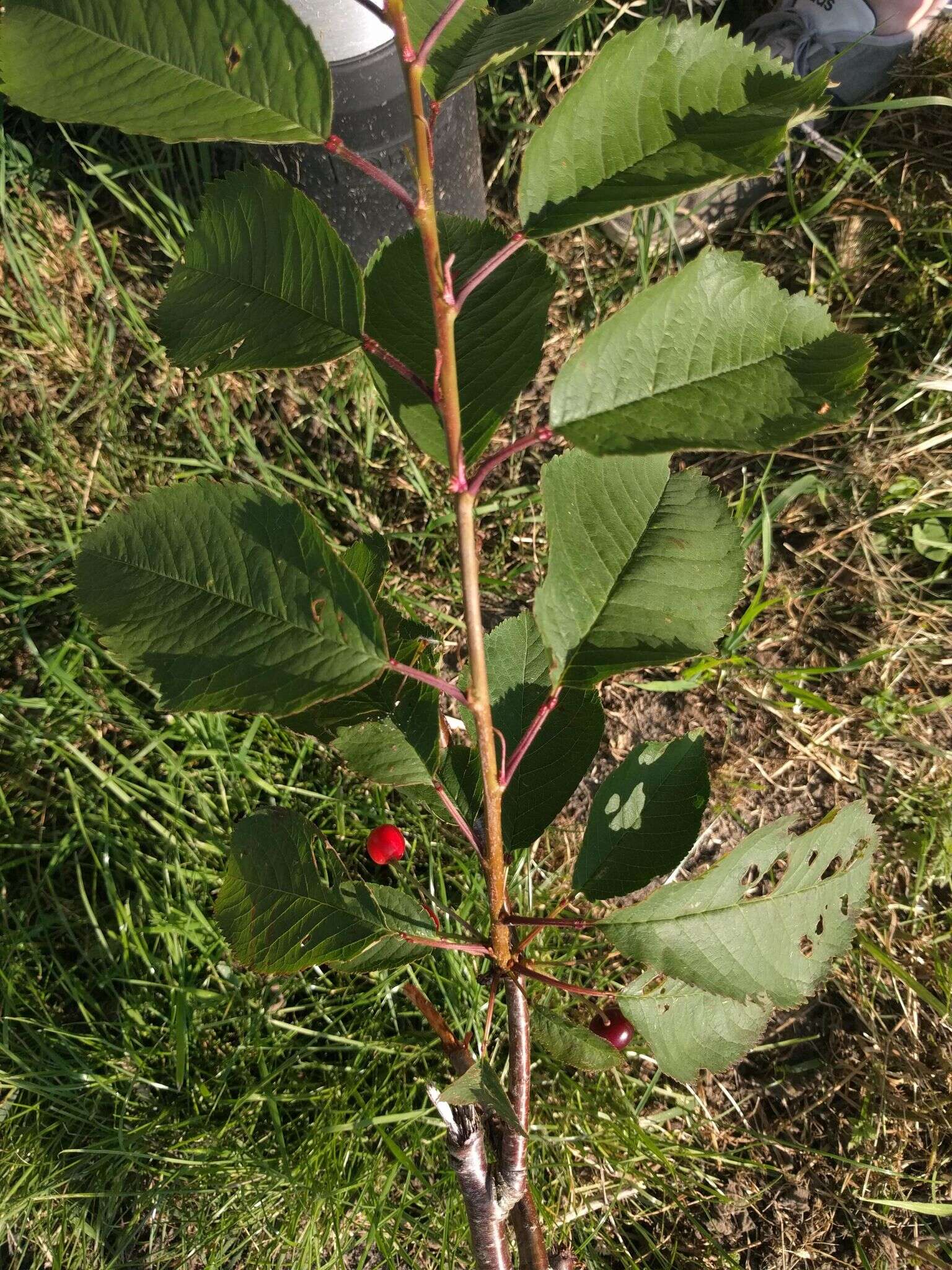 Image of gean, wild cherry