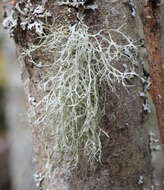 Image of farinose cartilage lichen