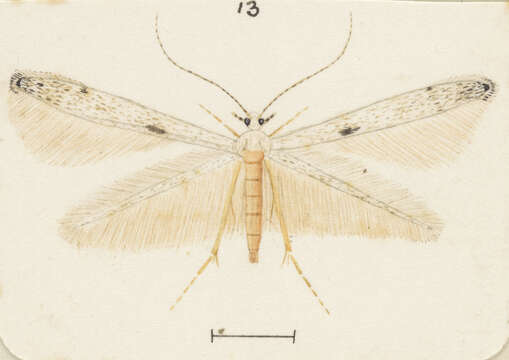 Image of Batrachedra psithyra Meyrick 1888