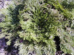 Selaginella tamariscina (Beauv.) Spring resmi