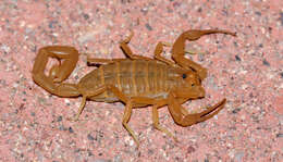 Image of Arizona Bark Scorpion