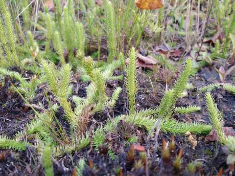 Image of Marsh Clubmoss