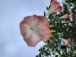 Image of arborescent angel's-tears