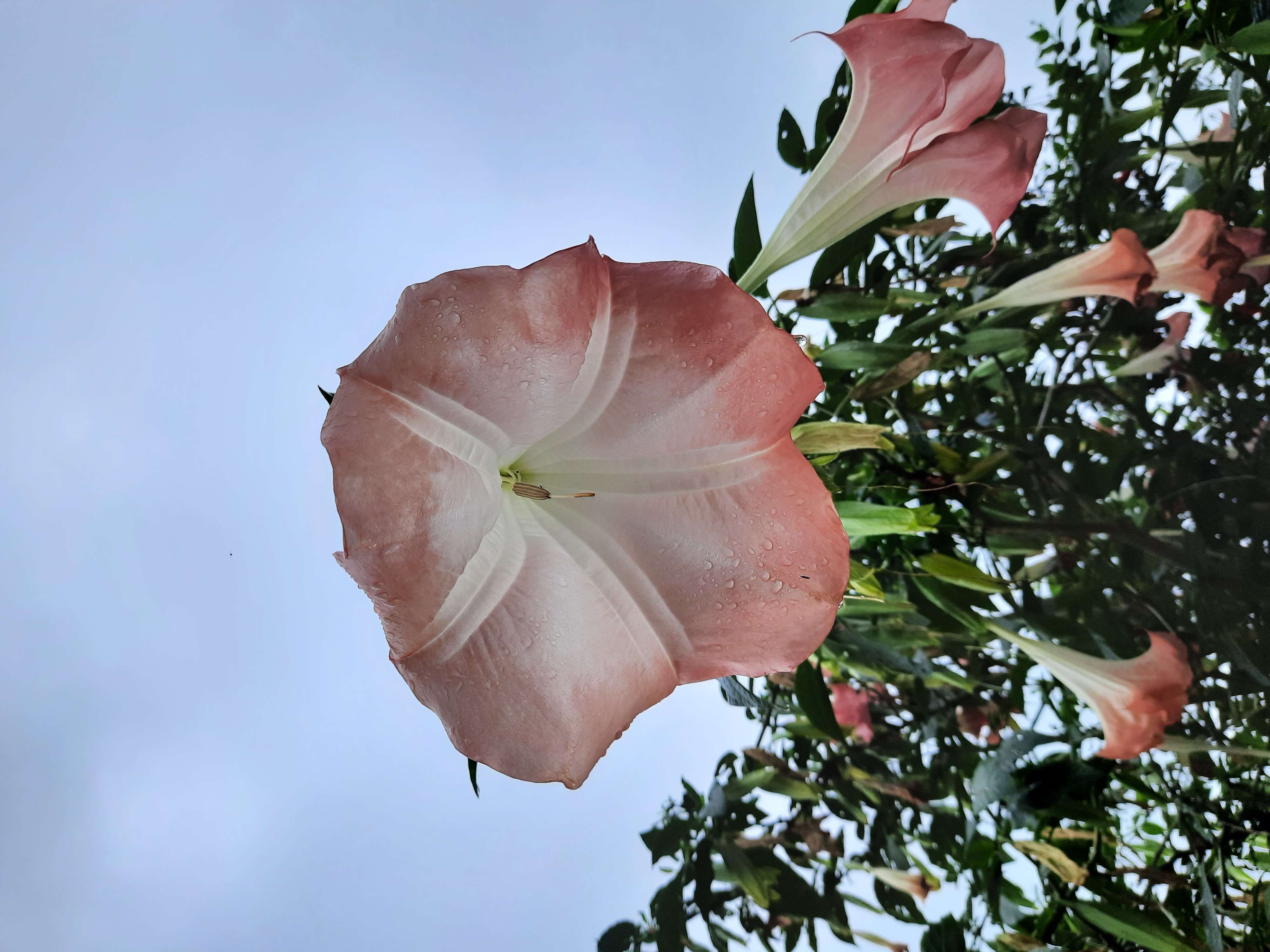 Image of arborescent angel's-tears