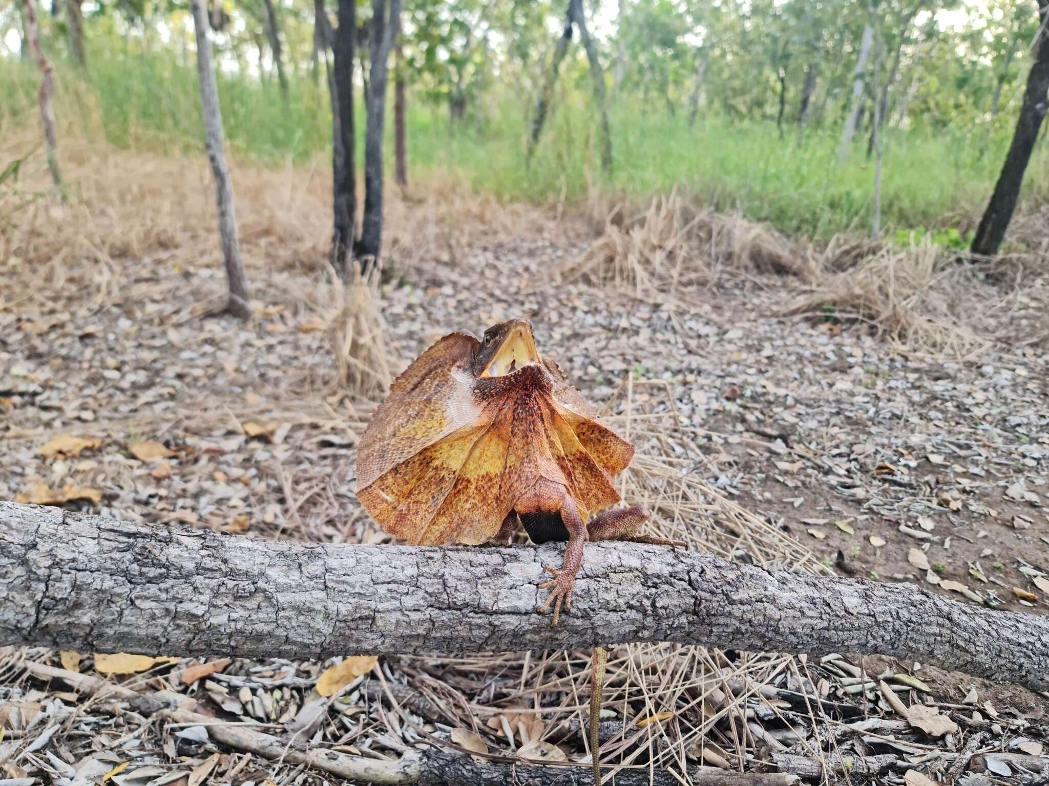 Image of Frilled Lizard