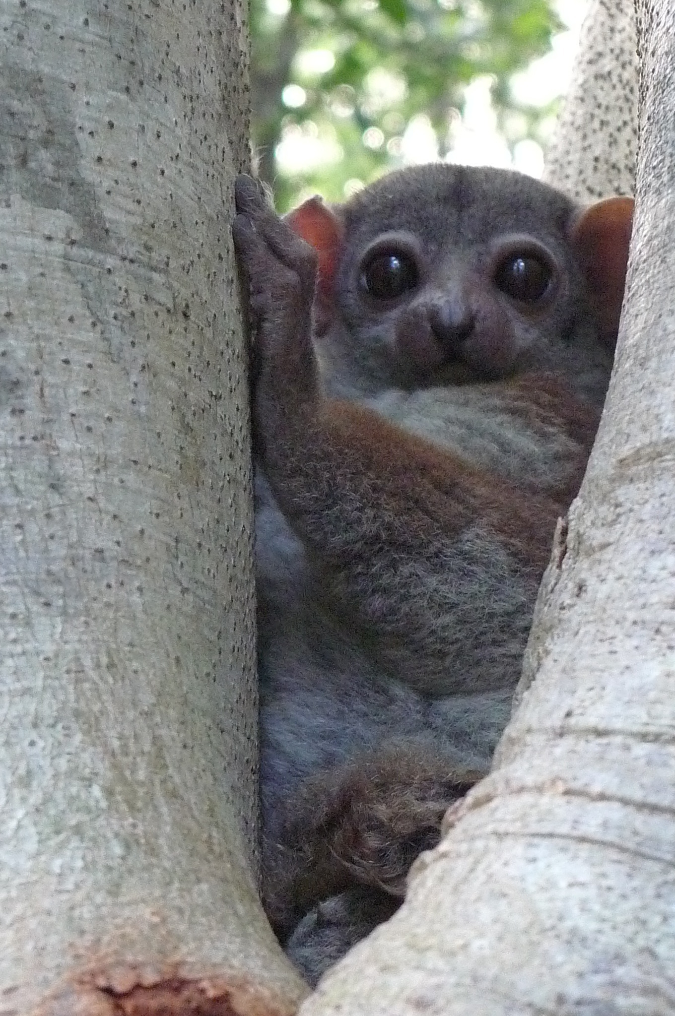Image of Lepilemur edwardsi (Forsyth Major ex Forbes 1894)