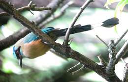 Image de Motmot caraïbe