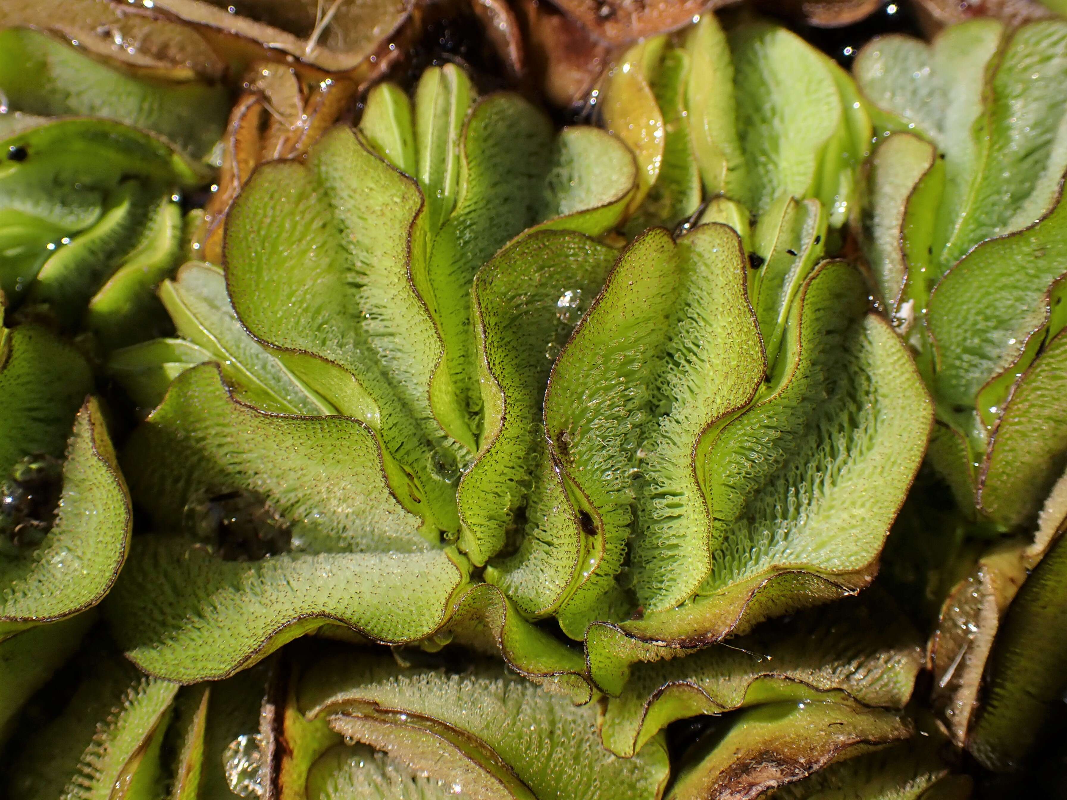 Image of Kariba-Weed