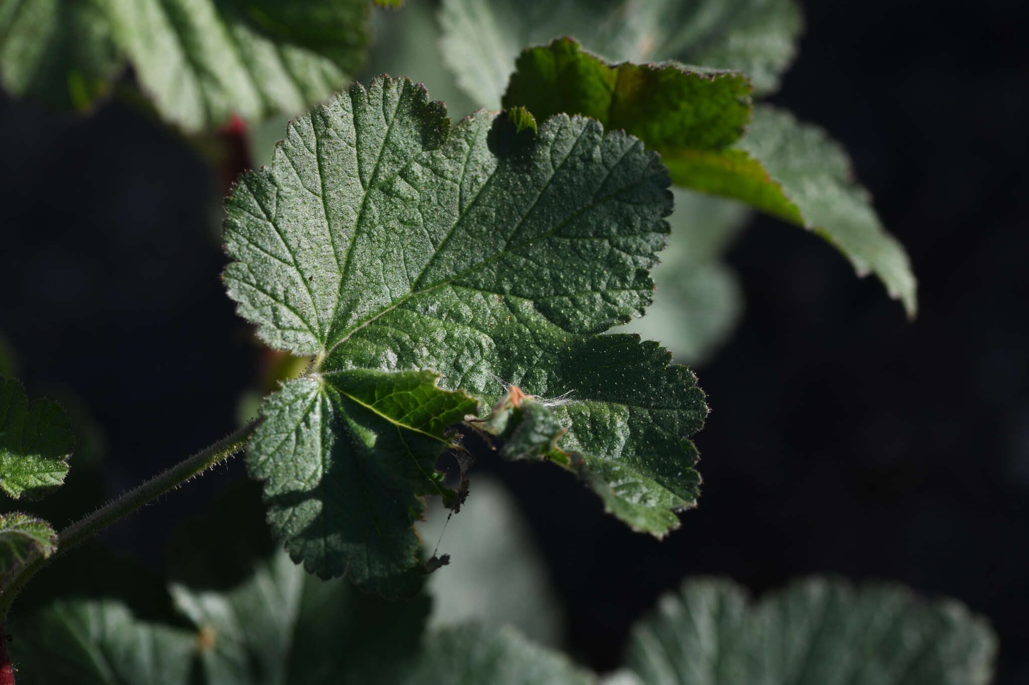 Image of Moreno currant