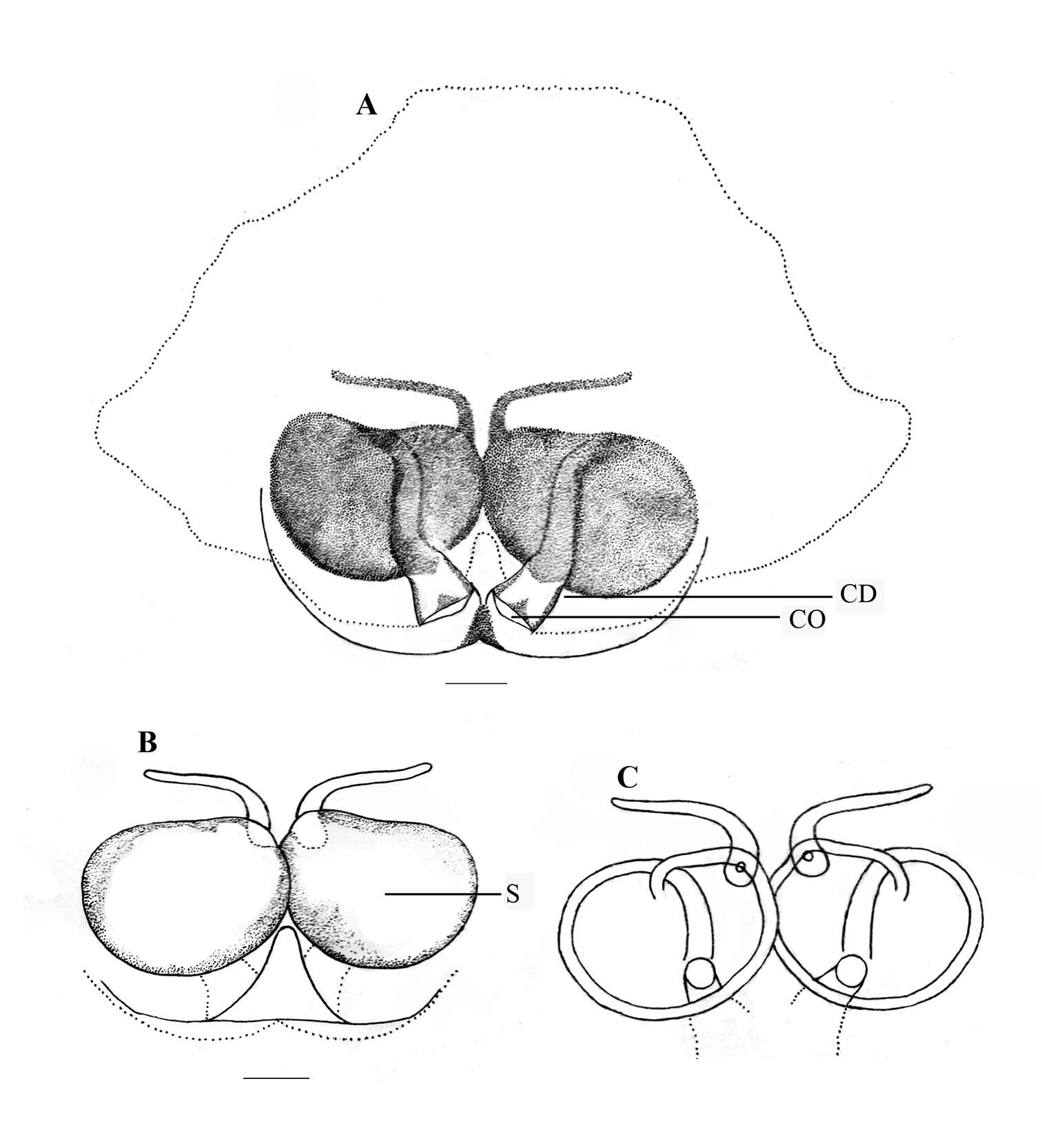 Image of Stenaelurillus lesserti Reimoser 1934