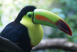 Image of Keel-billed Toucan