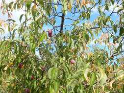 Image of American Plum