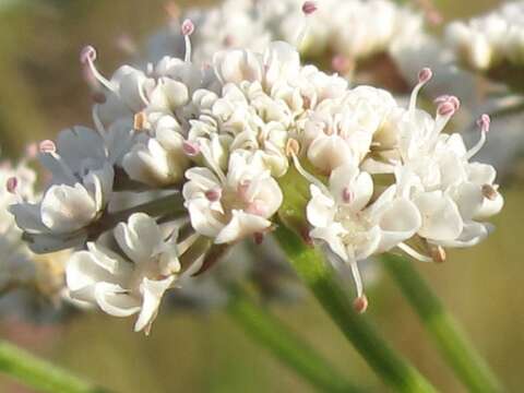 Imagem de Oenanthe silaifolia Bieb.