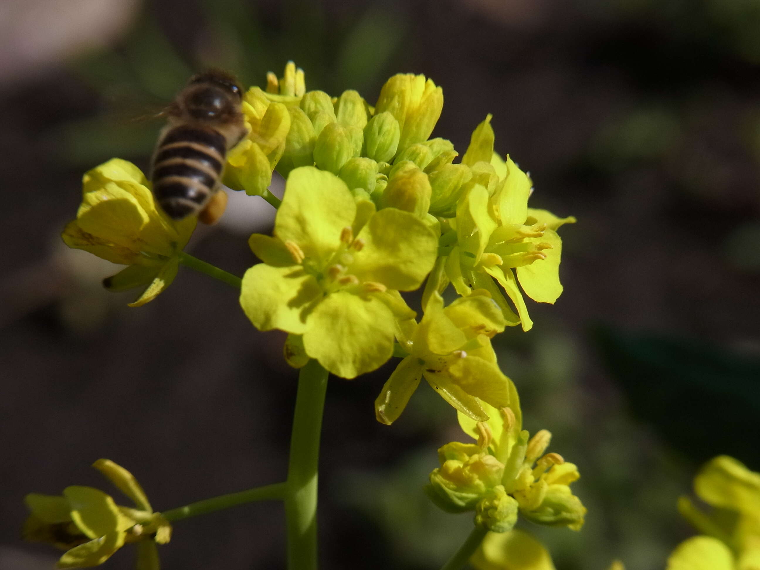 Imagem de Apis cerana japonica