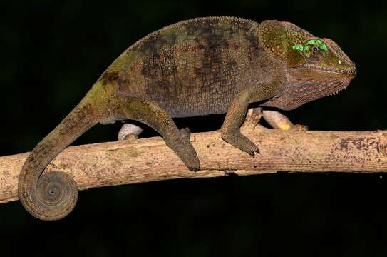 Image of Amber Mountain Chameleon