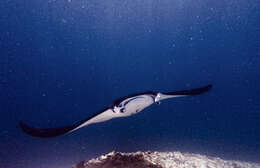 Image of Mobula ray