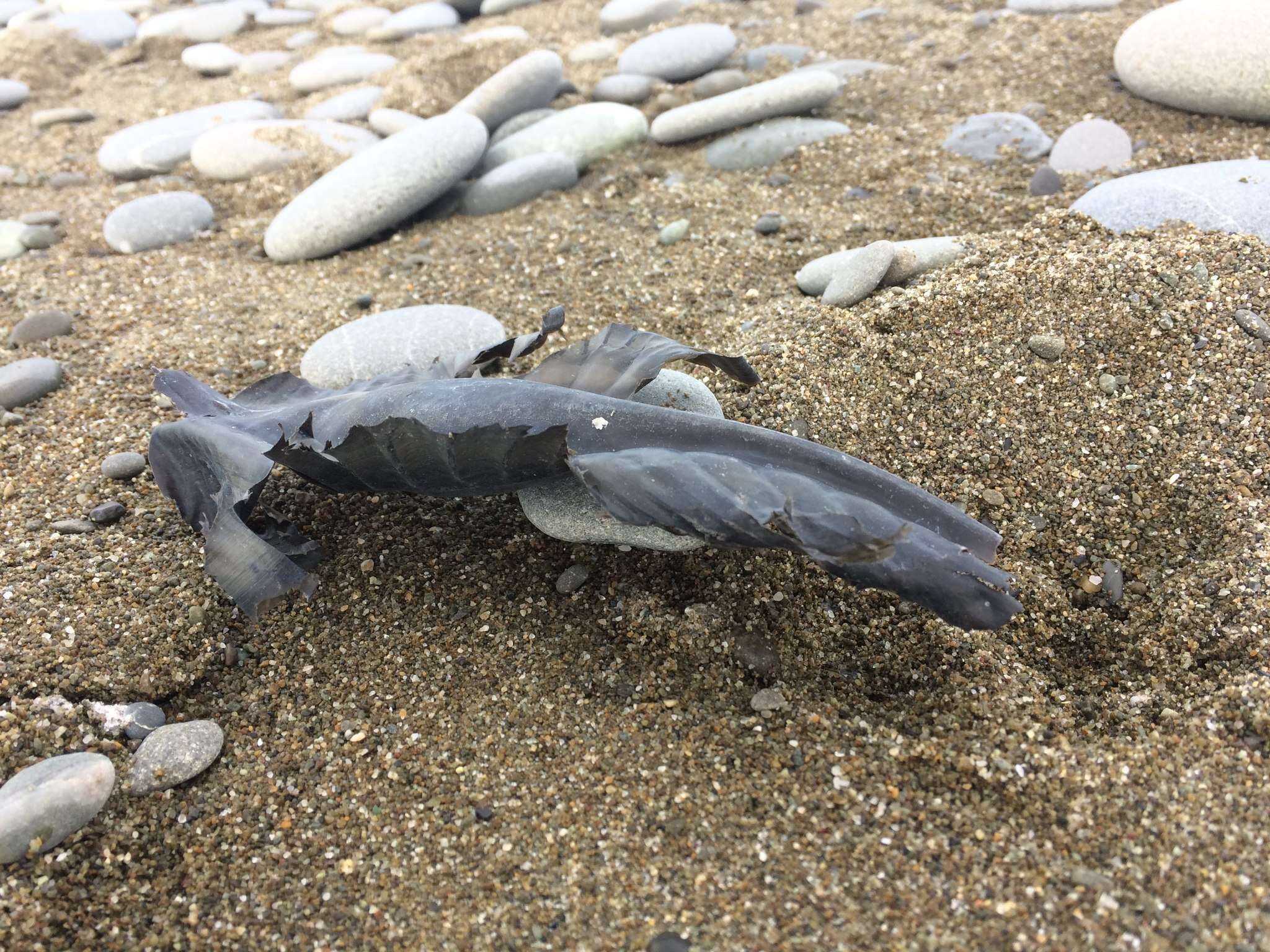 Image of Elephant Fish