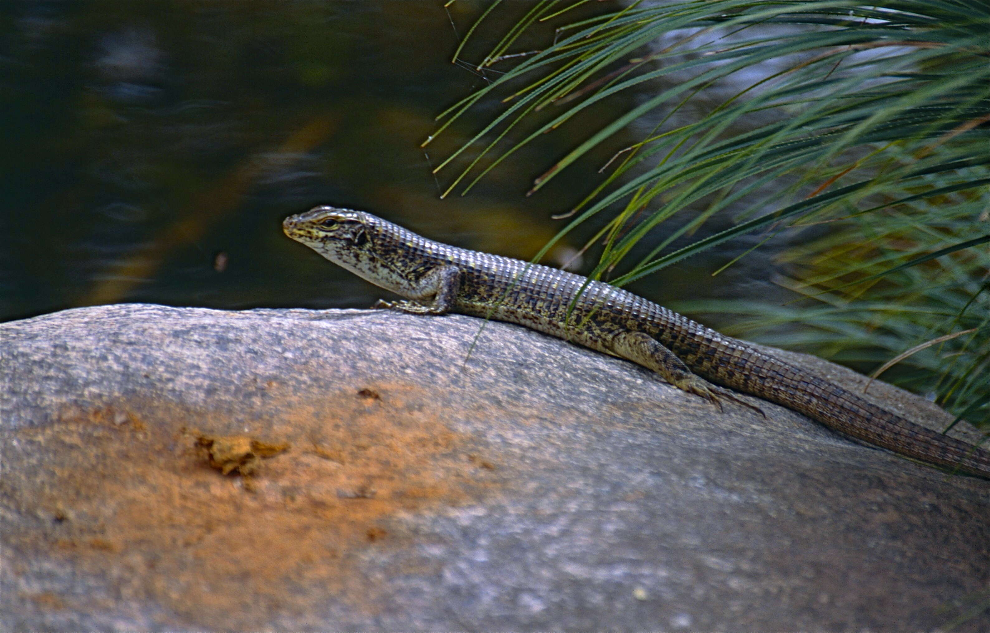 Image of Southeastern Girdled Lizard