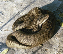 Image of Darevsky's Viper