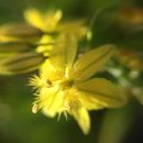 Image of <i>Bulbine semibarbata</i>