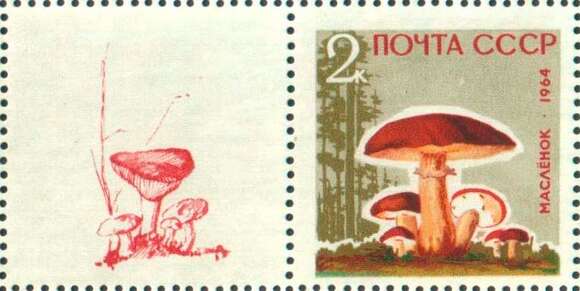 Слика од Suillus luteus (L.) Roussel 1796