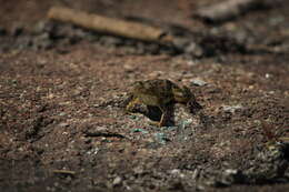 Image of Indian Skipper Frog