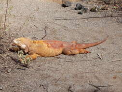 Image of Galapagos Land Iguana