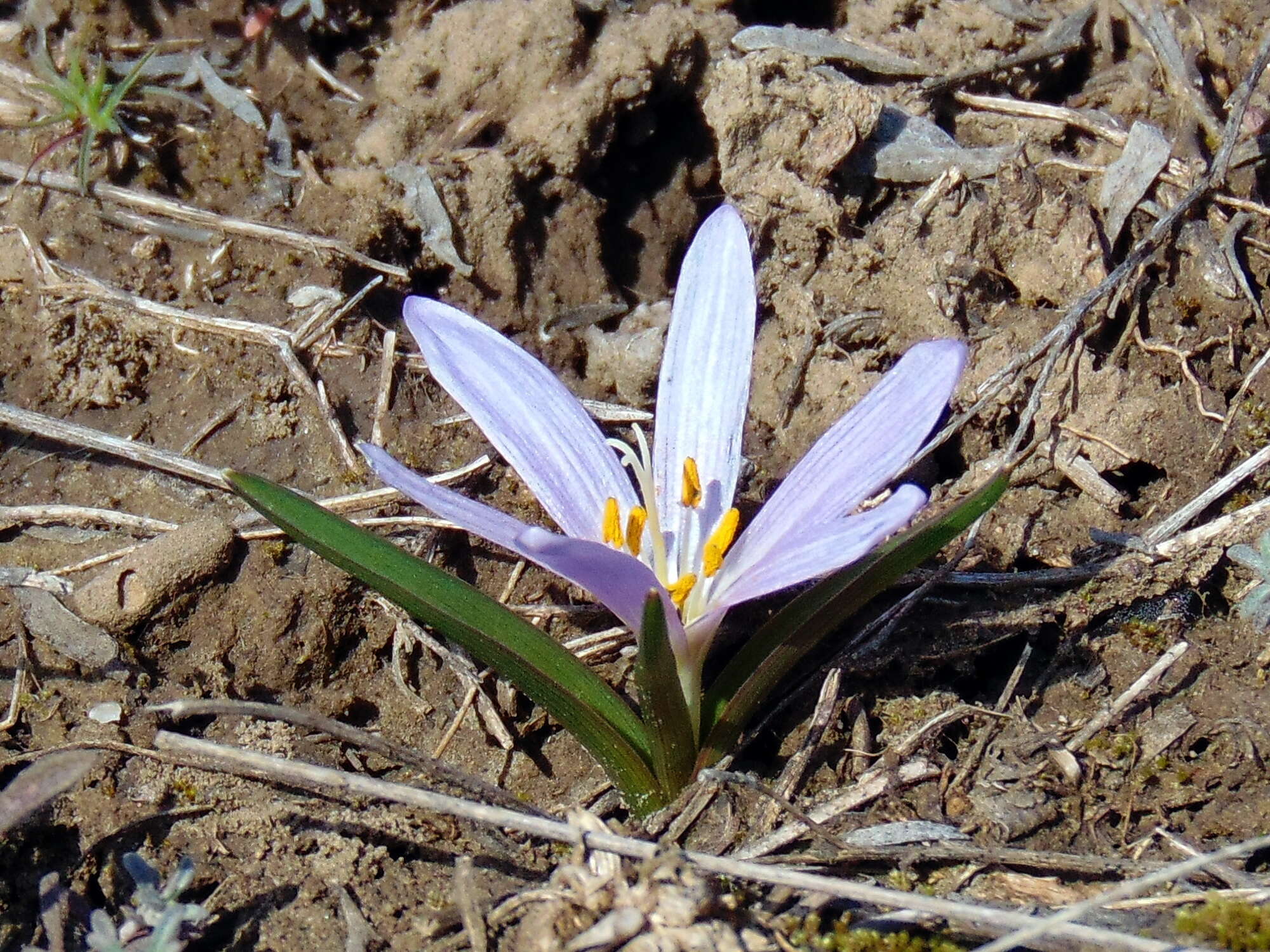 Image of Colchicum bulbocodium Ker Gawl.