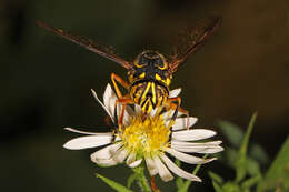 Image of Eastern Hornet Fly