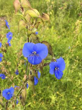 Слика од Commelina tuberosa L.