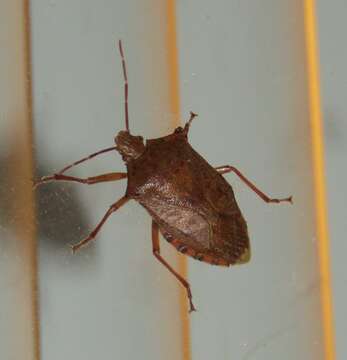 Image of Predatory Stink Bugs