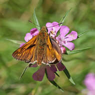 Image of Ochlodes sylvanus