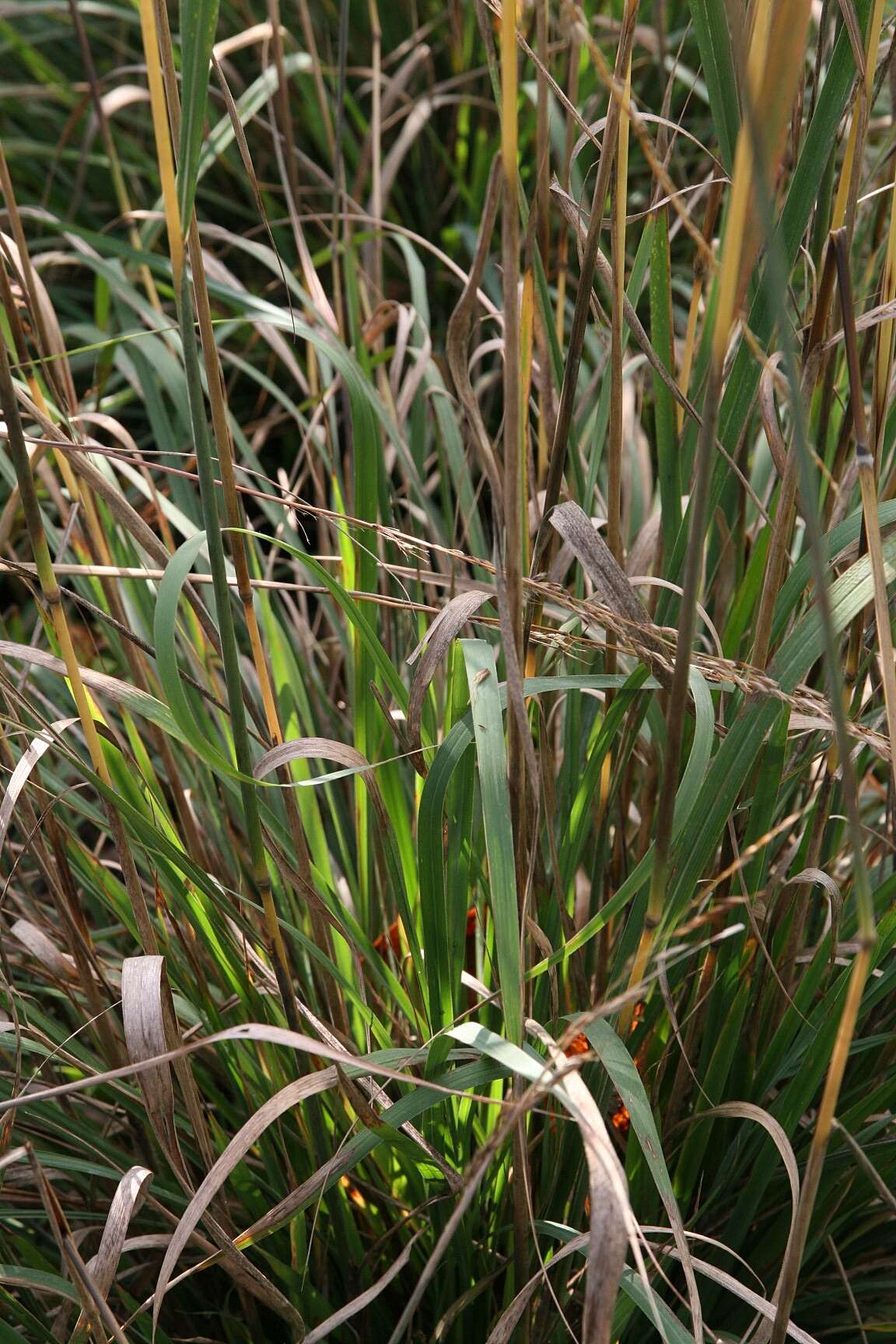 Image of Indiangrass