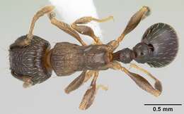 Image of Japanese Pavement Ant