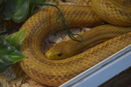 Image of black rat snake