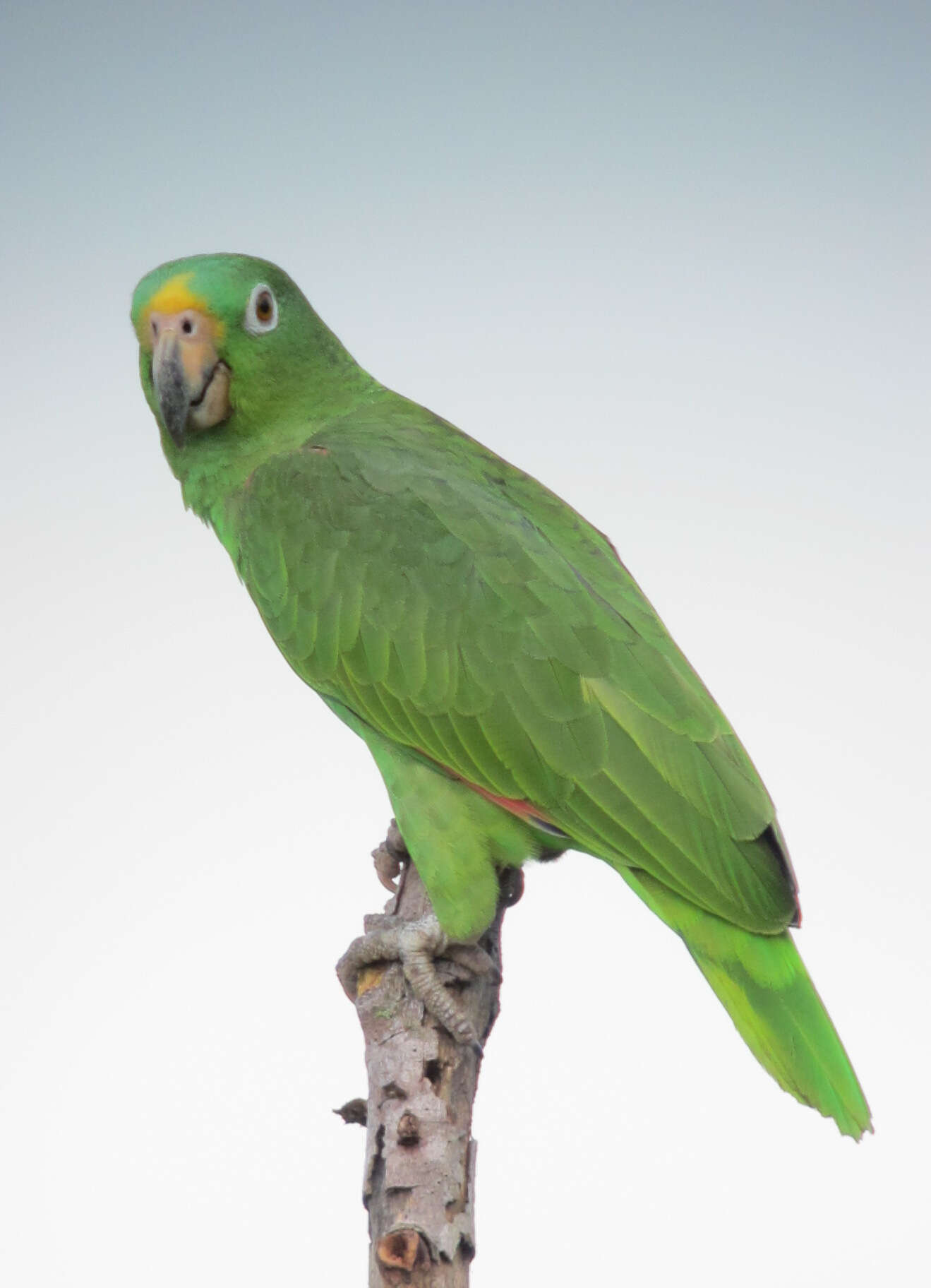 Image of Yellow-crowned Parrot, Yellow-crowned Amazon