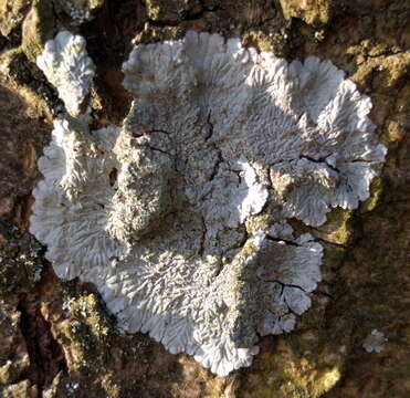 Image of diploicia lichen