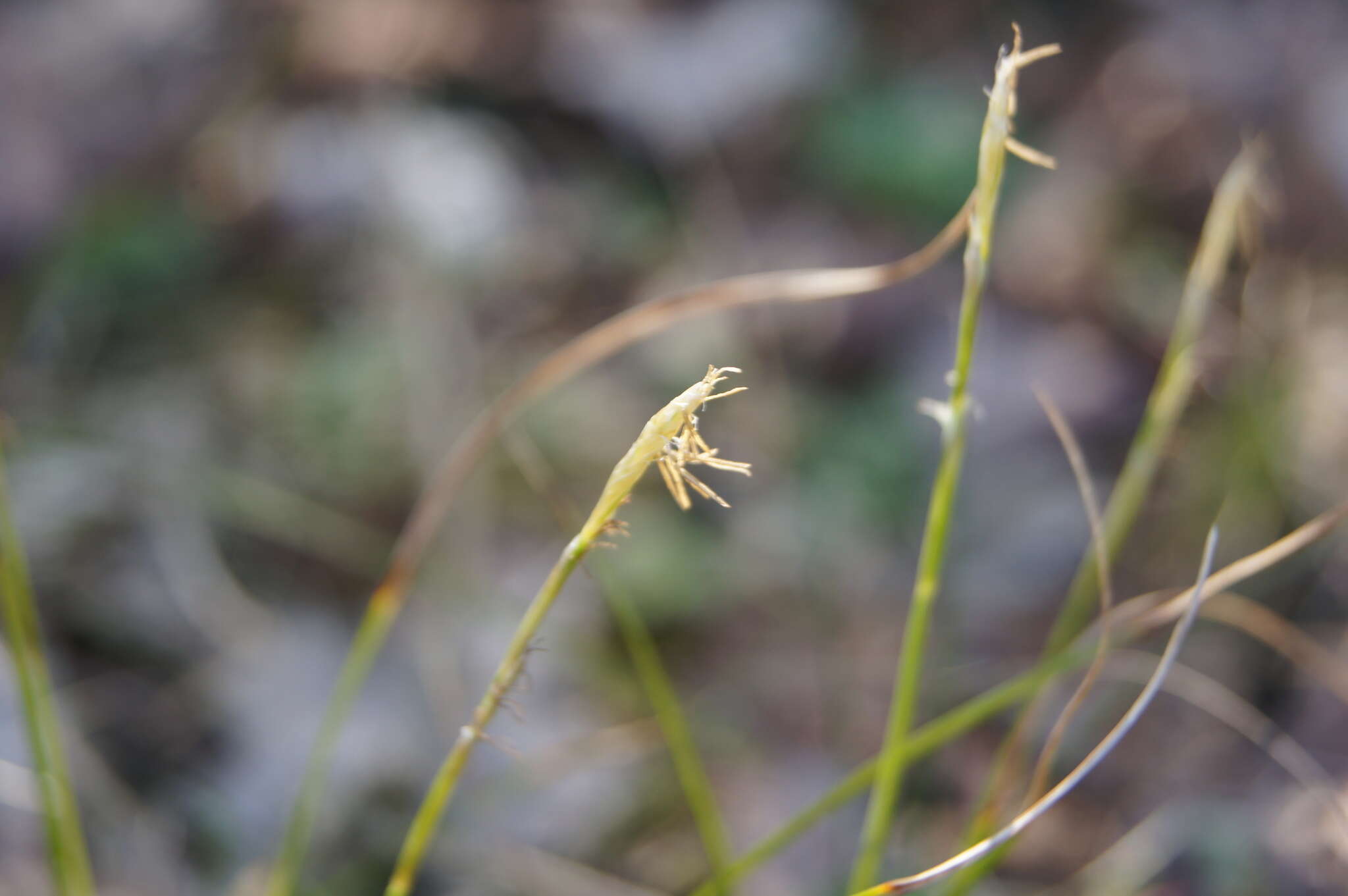 Image de Carex alba Scop.