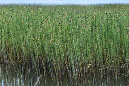 Image of Water Horsetail