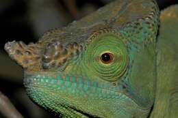 Image of Parson's Chameleon