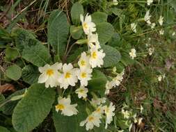 Image of oxlip