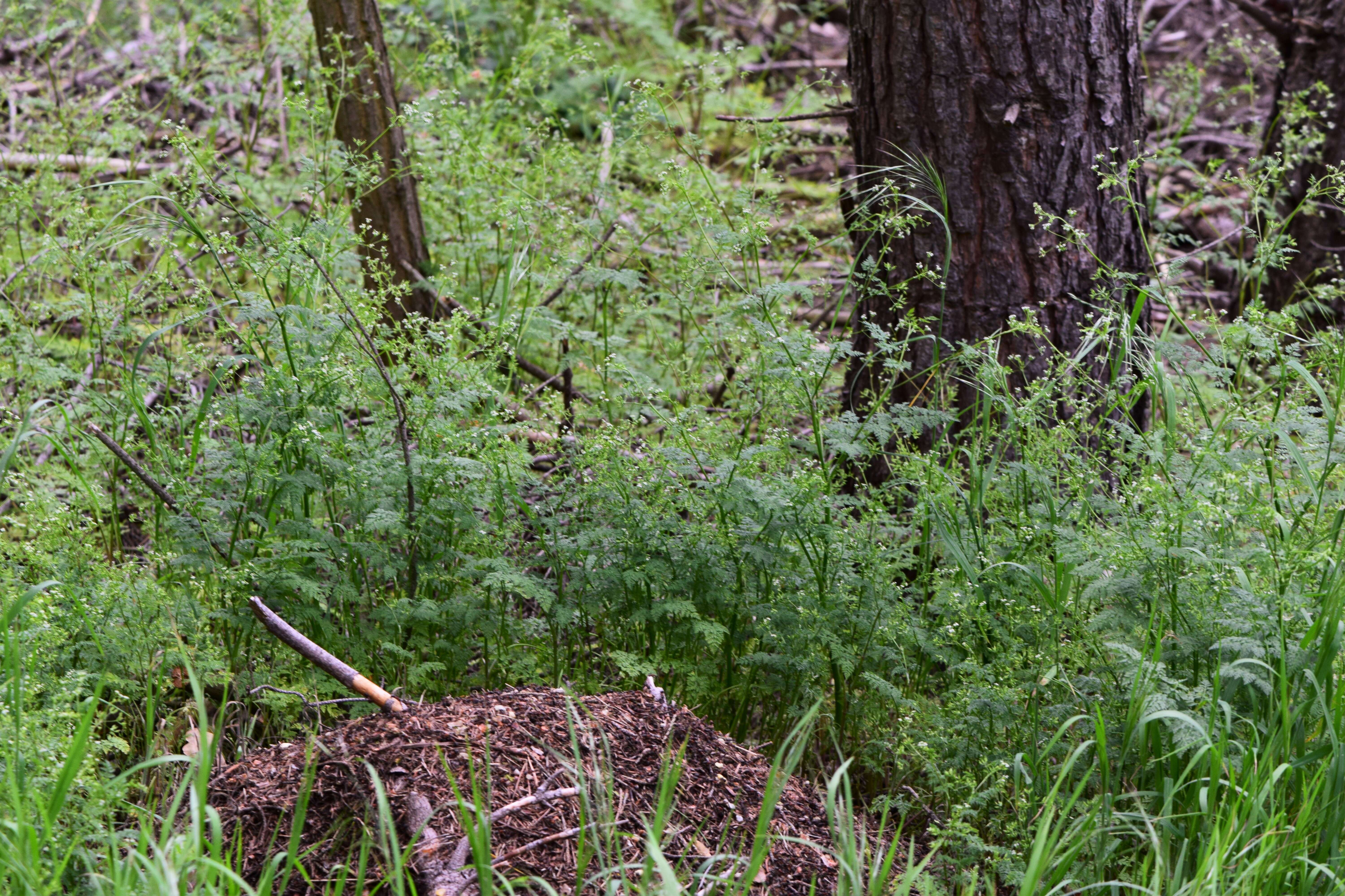 Image of bur chervil