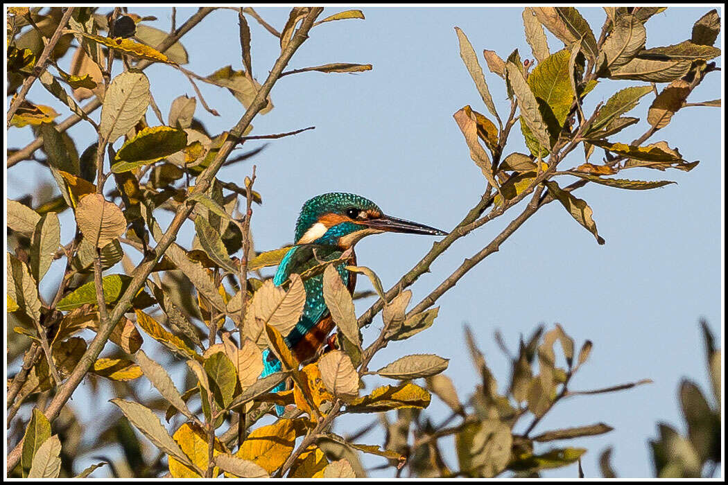 Image of Common Kingfisher