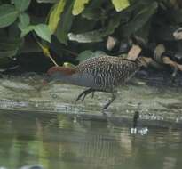 Image of Slaty-breasted Banded Rail