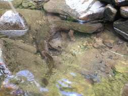 Image of Cryptobranchus alleganiensis