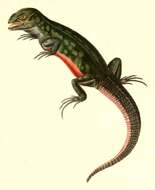 Image of Rose Whorltail Iguana