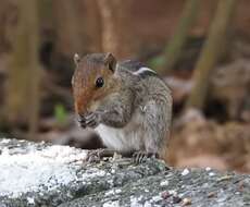 Sivun Funambulus tristriatus (Waterhouse 1837) kuva